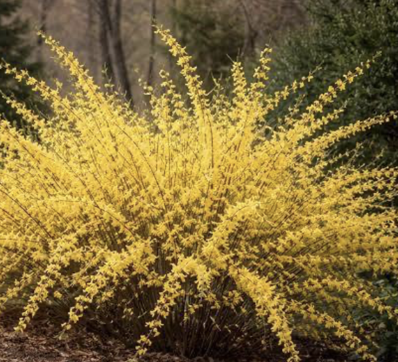 Forsythia