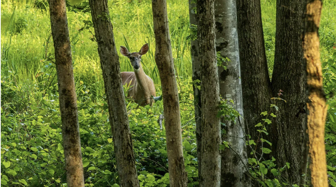 Oh Deer Symposium