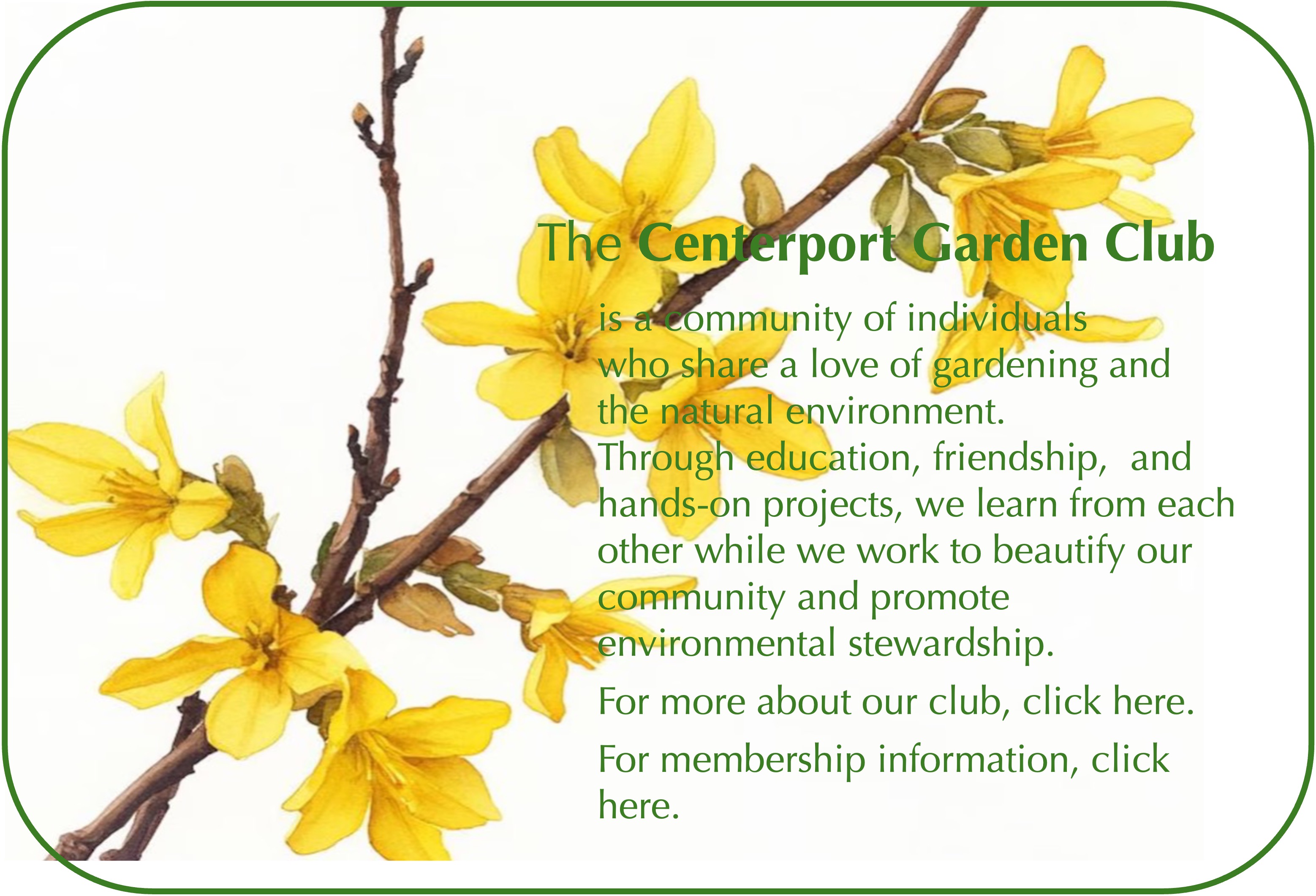 New Forsythia