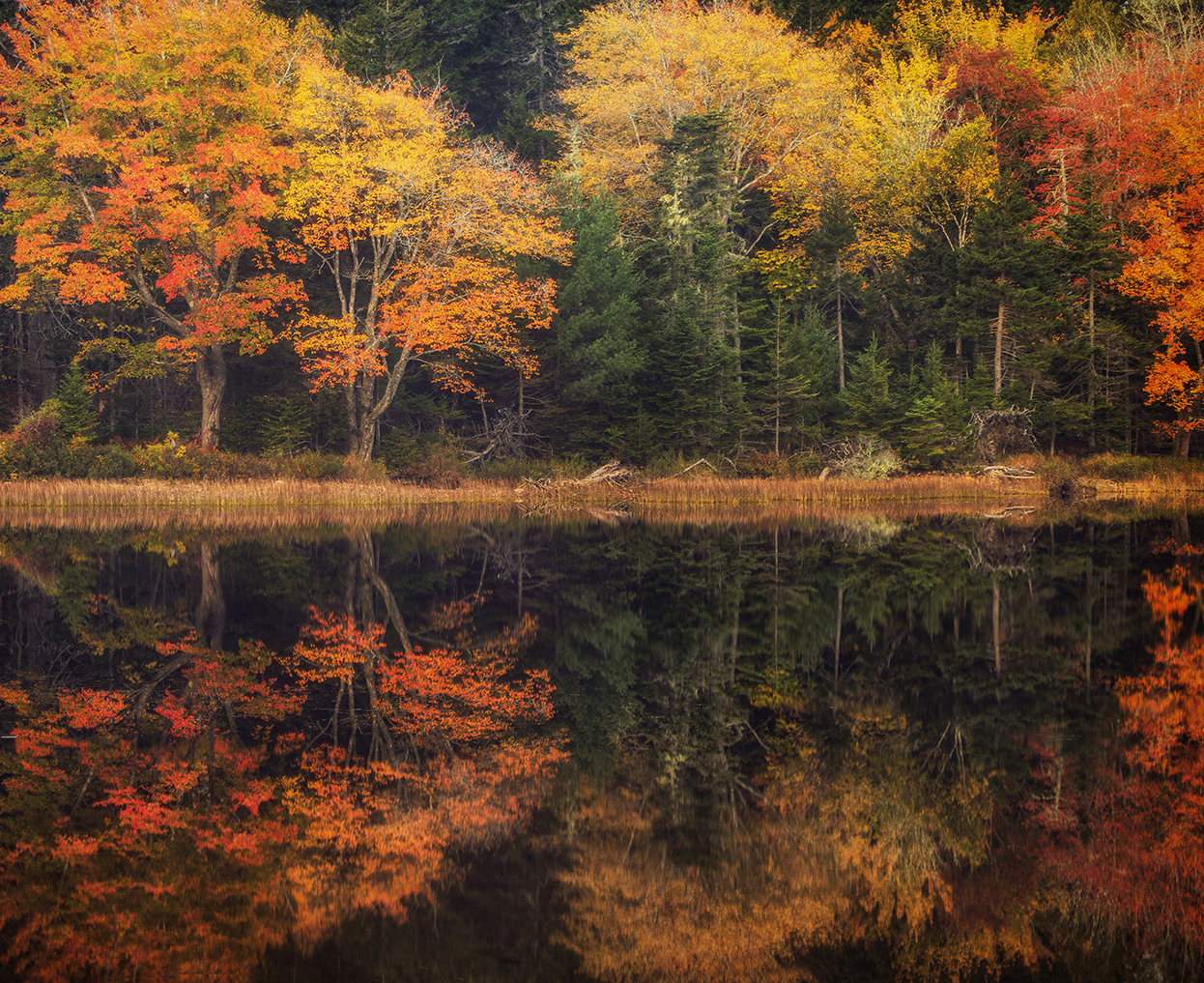 Acadia Reflections