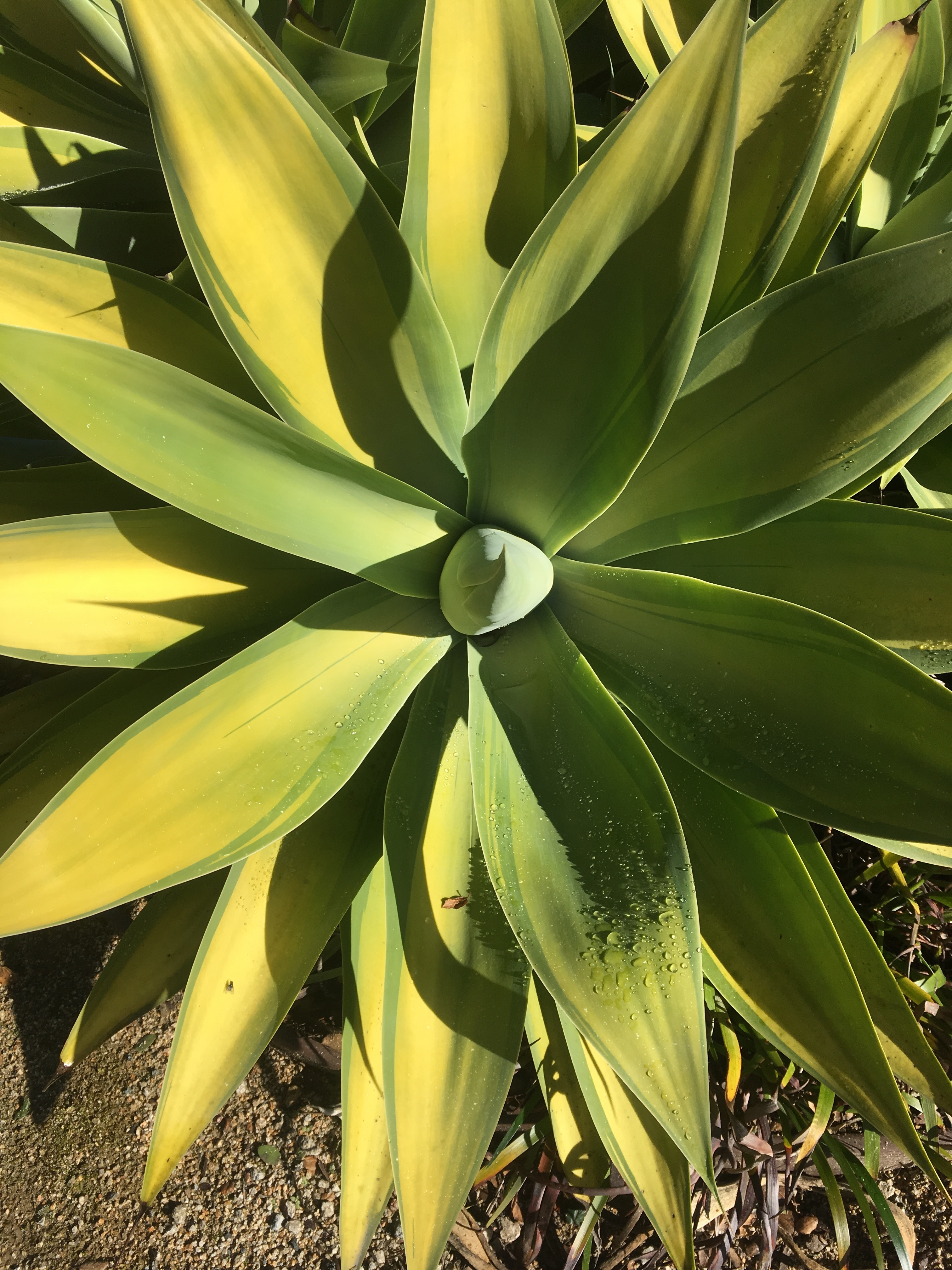 agave.JPG
