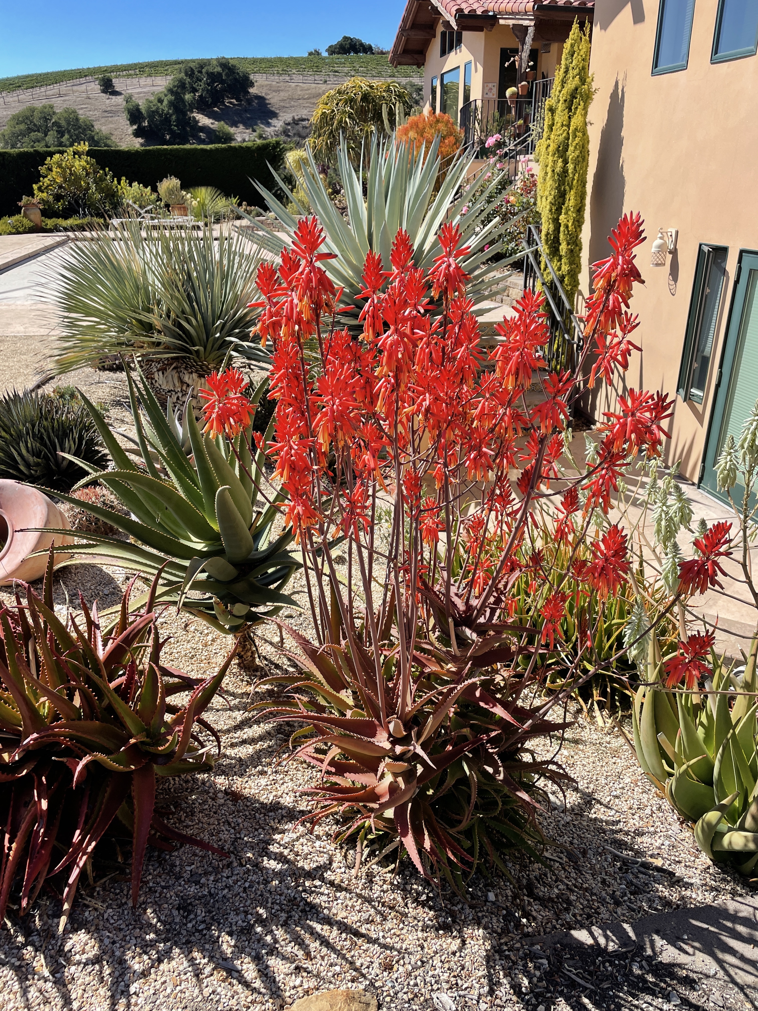 aloe.JPG