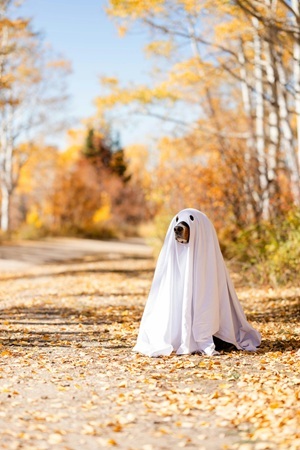 Dog costume 300pix