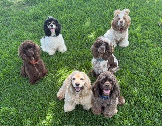 Revord pups
