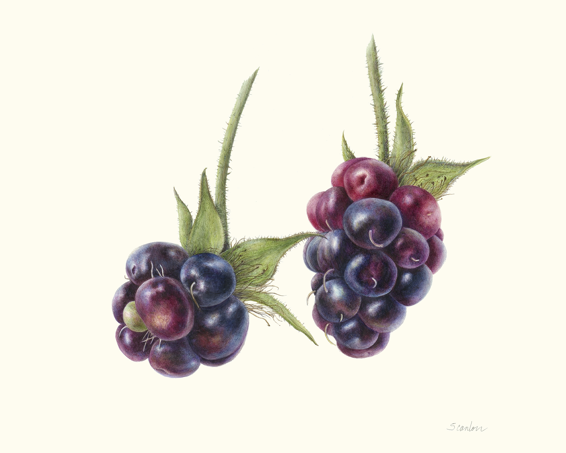 151593-01_rv2_Blk_Berry_web.jpg