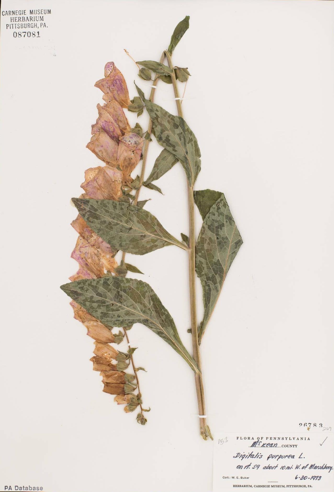 3_CMNH-Digitalis-PR_471499155.jpg