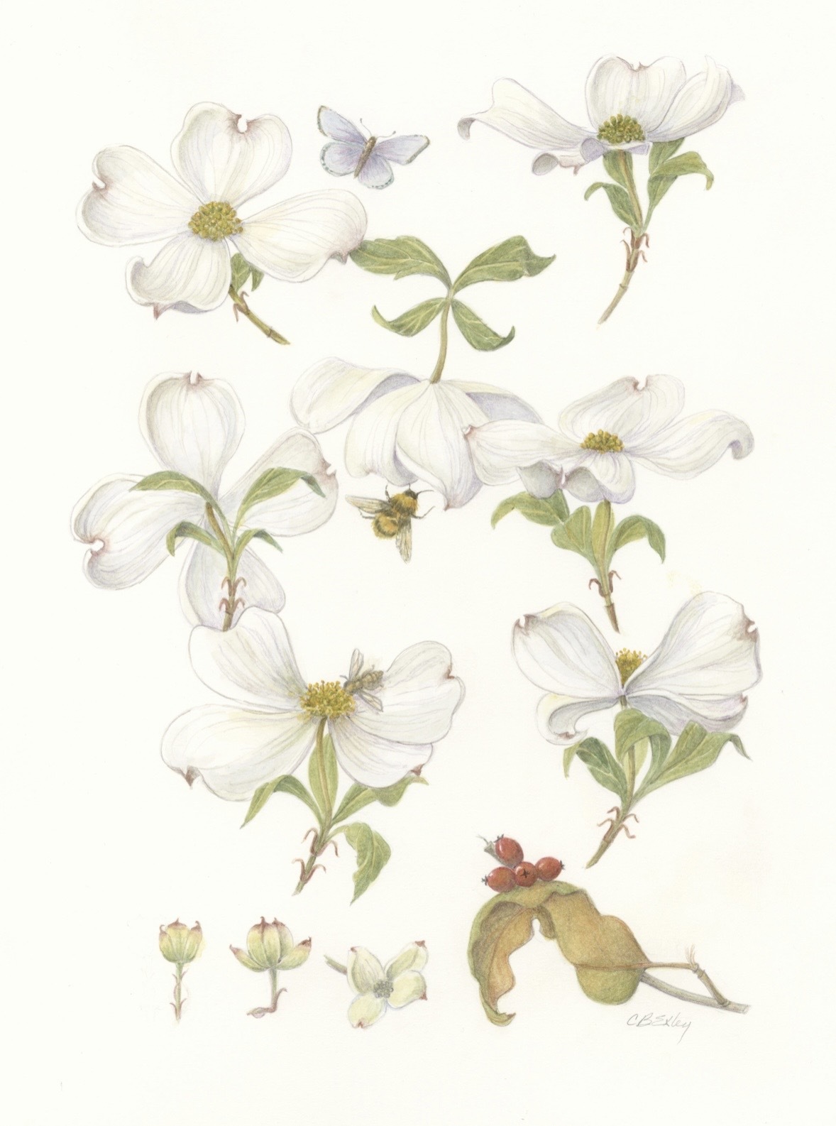 4Dogwood.jpeg