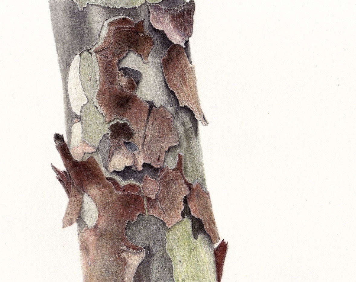 American_Sycamore2.jpeg
