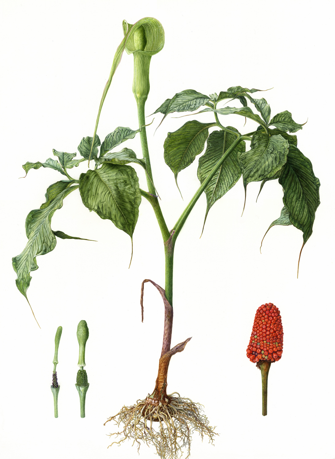 Arisaema_tosaense_resize.jpg