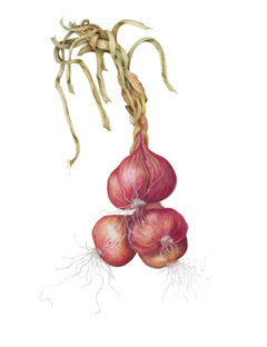 Braided_Shallots.jpeg