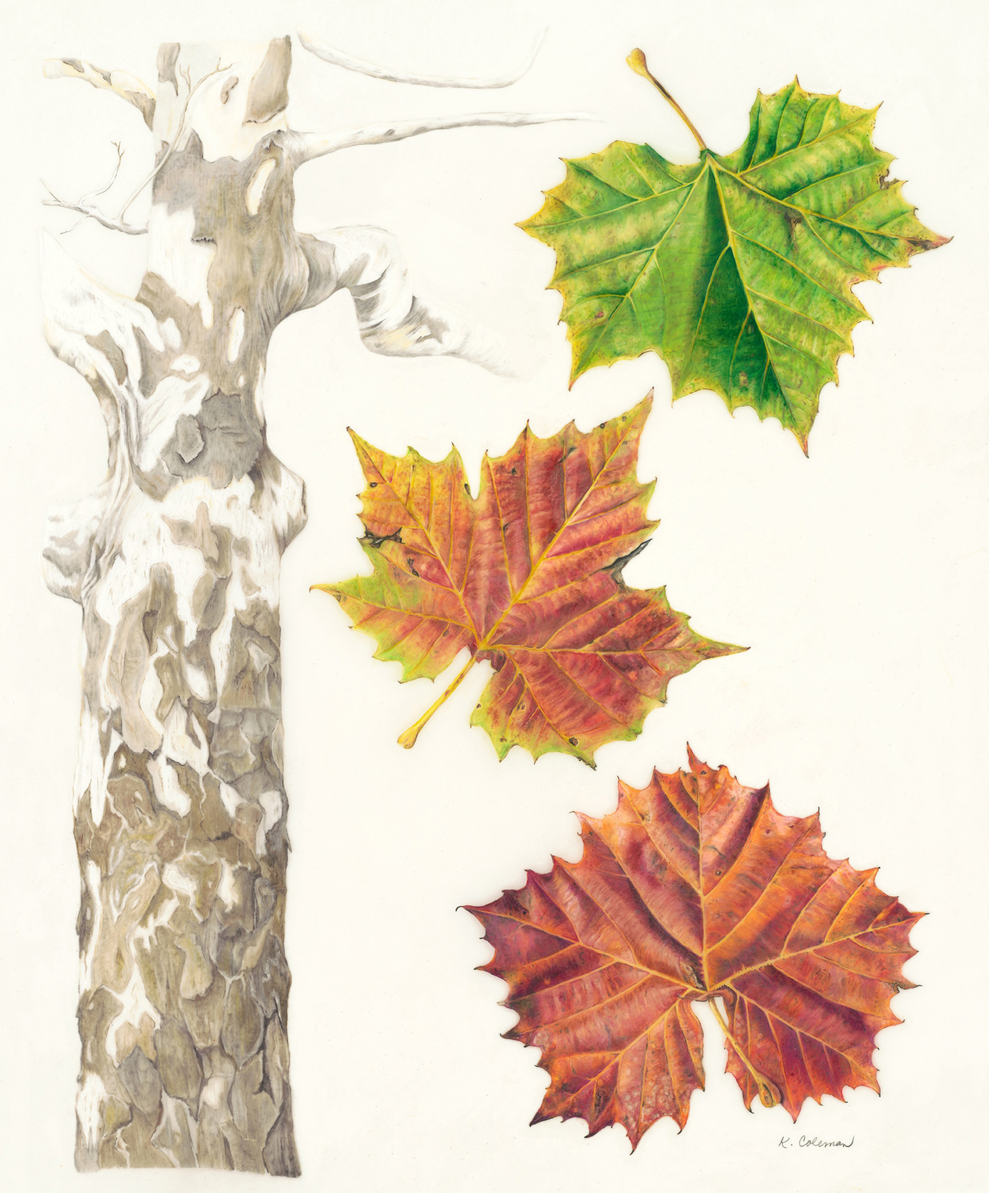 Coleman_Karen_American_Sycamore_1833014639.jpg