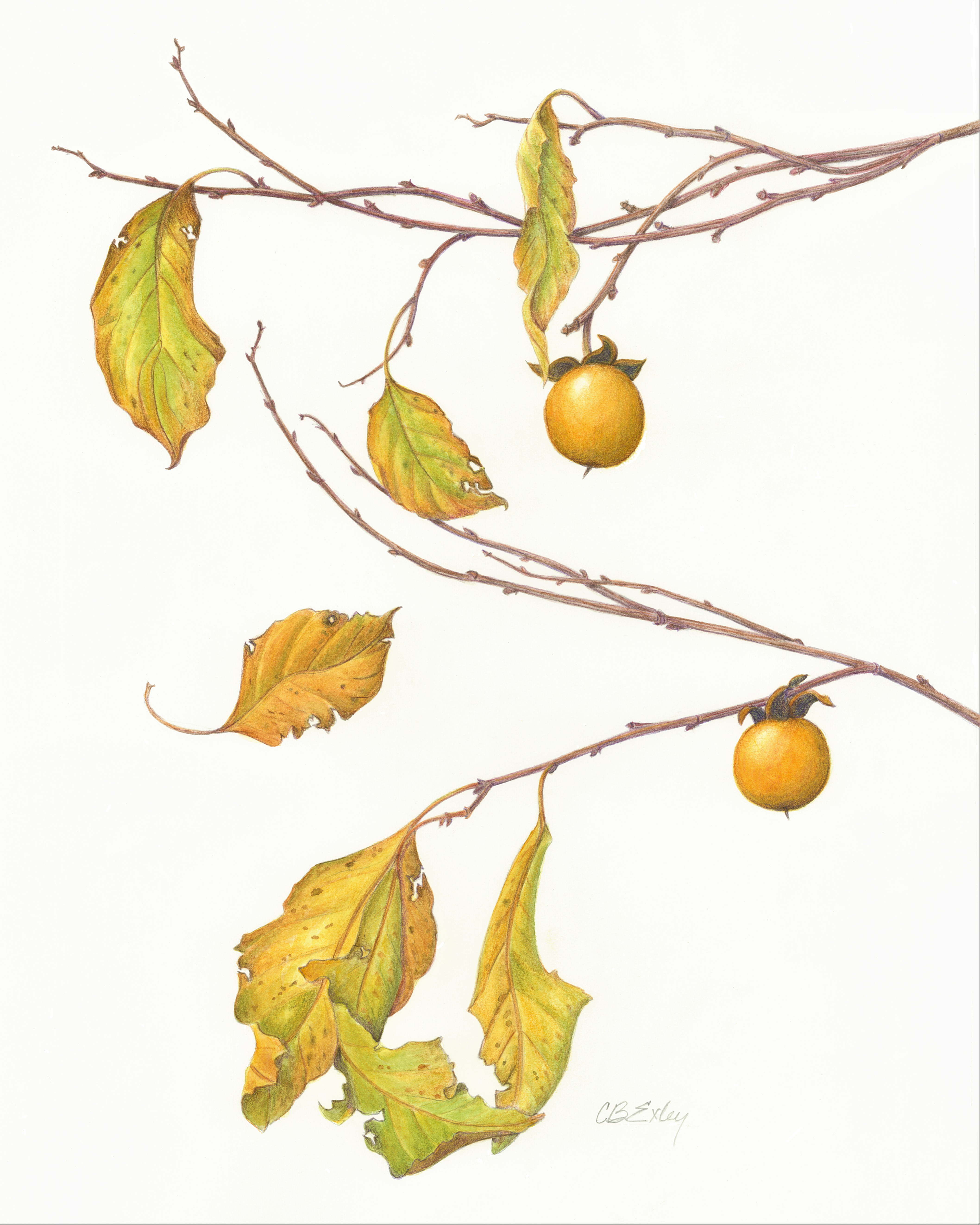 Exley_CB_WildPersimmon_629705694.jpg
