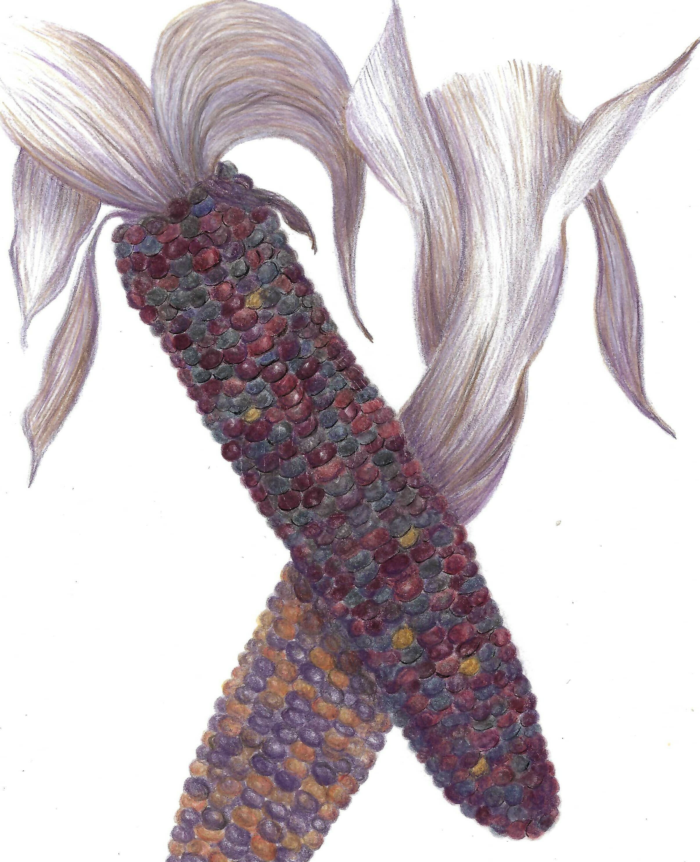 Goodrich_Harwood_Flint_Corn_1977392351.jpeg