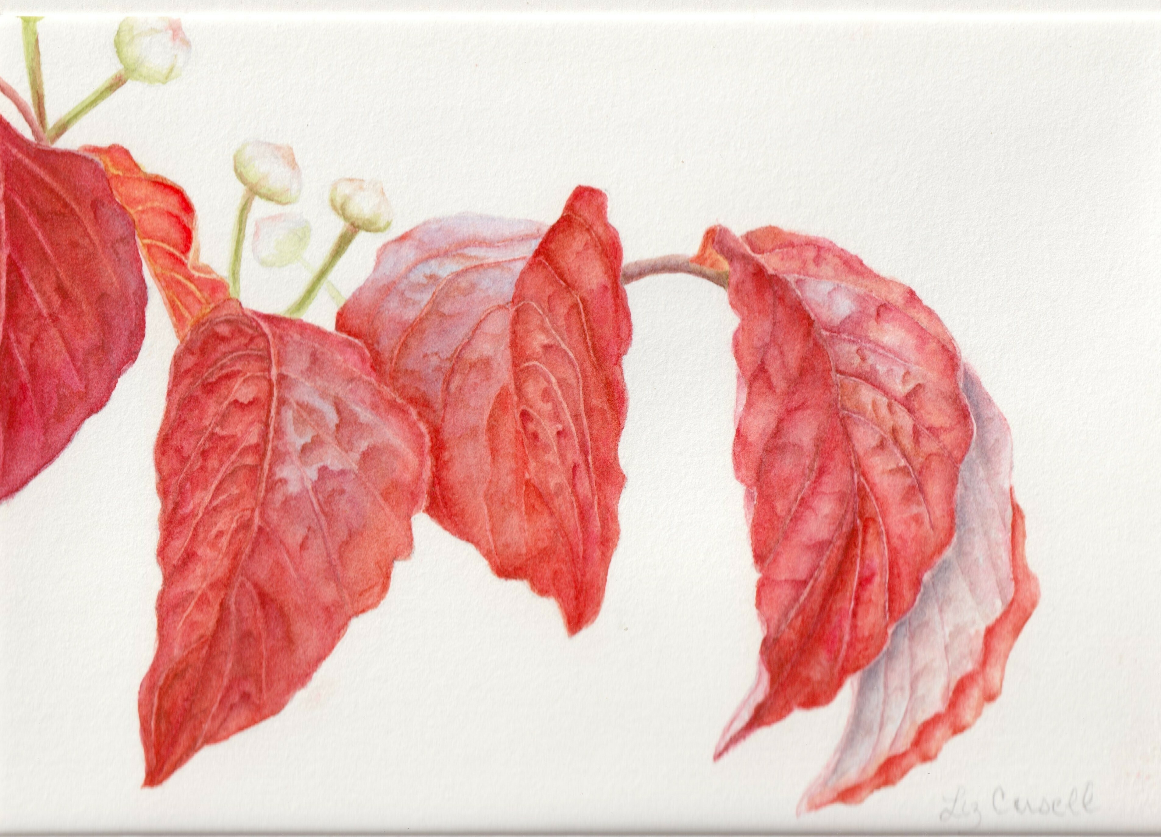Liz_Cusell_Fall_Dogwood_1028697127.jpeg