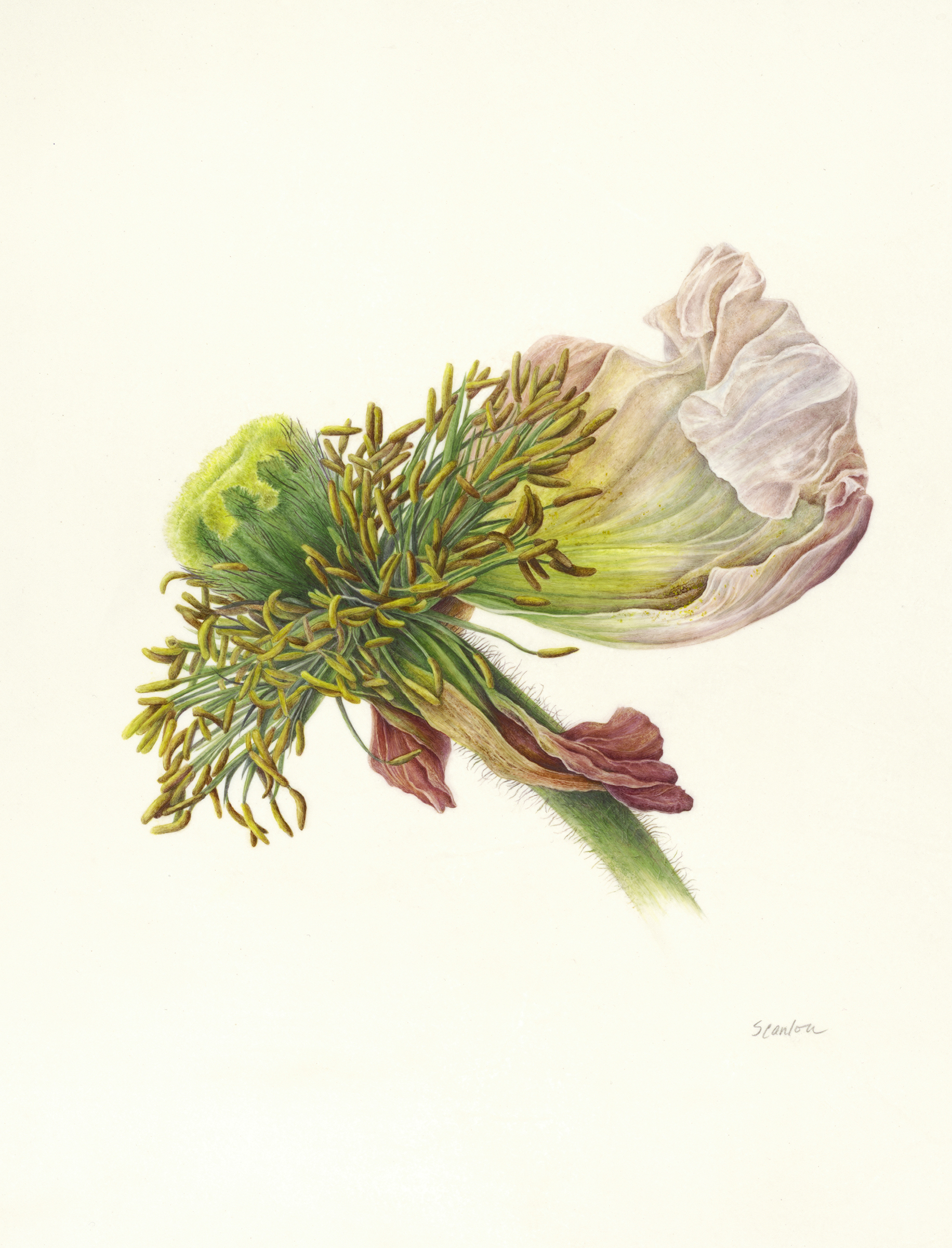 Scanlon-_Papaver_Past_Prime.jpg