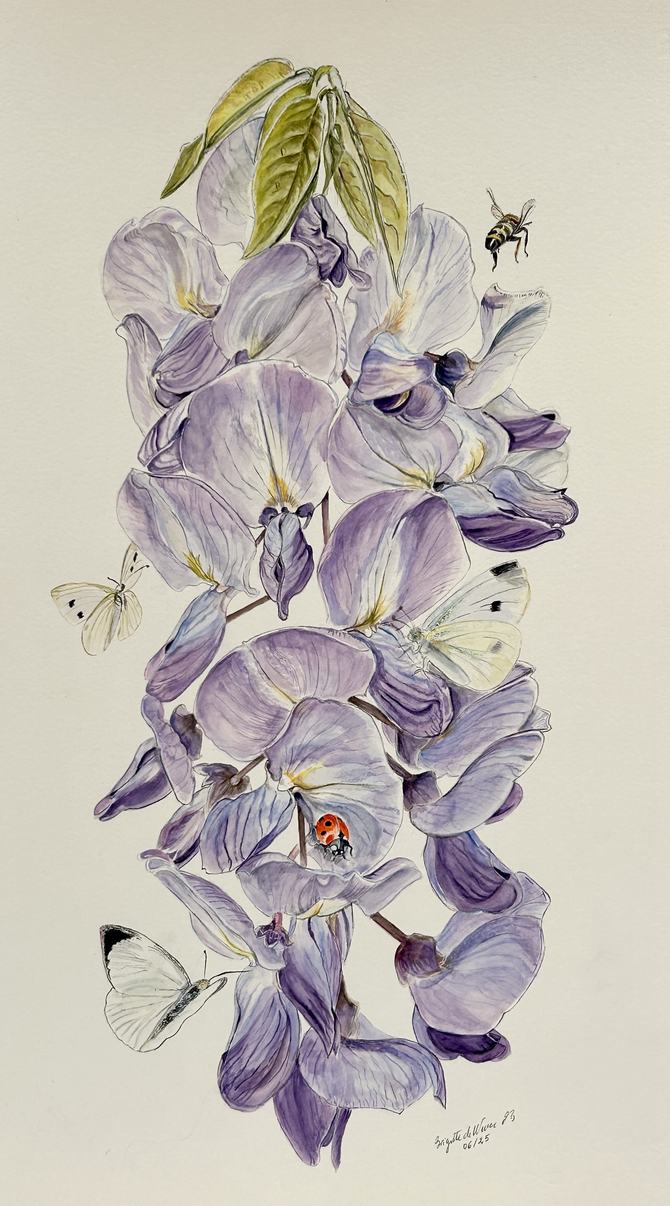 Wisteria_350722099.jpeg