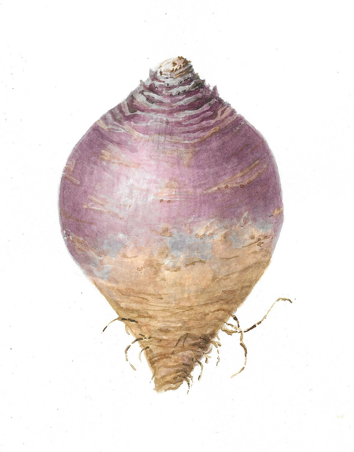 Worthington_rutabaga.jpg