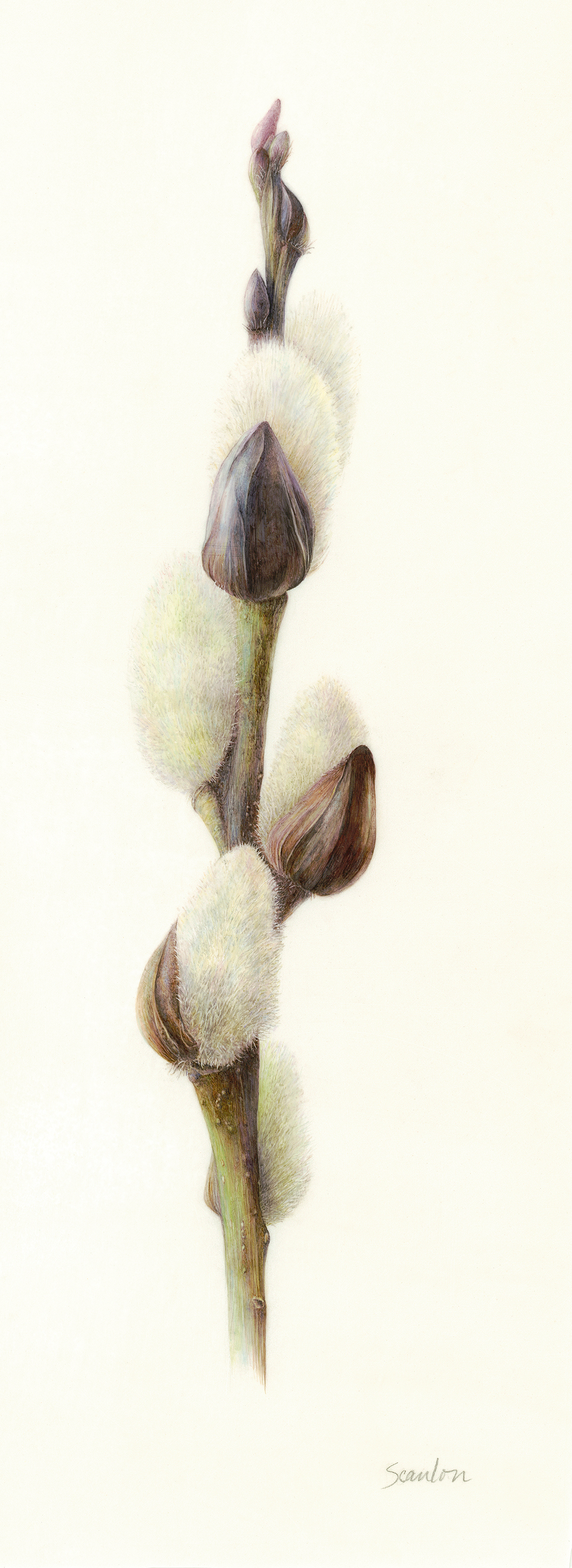 salix_discolor_8_inch_300ppi.jpg