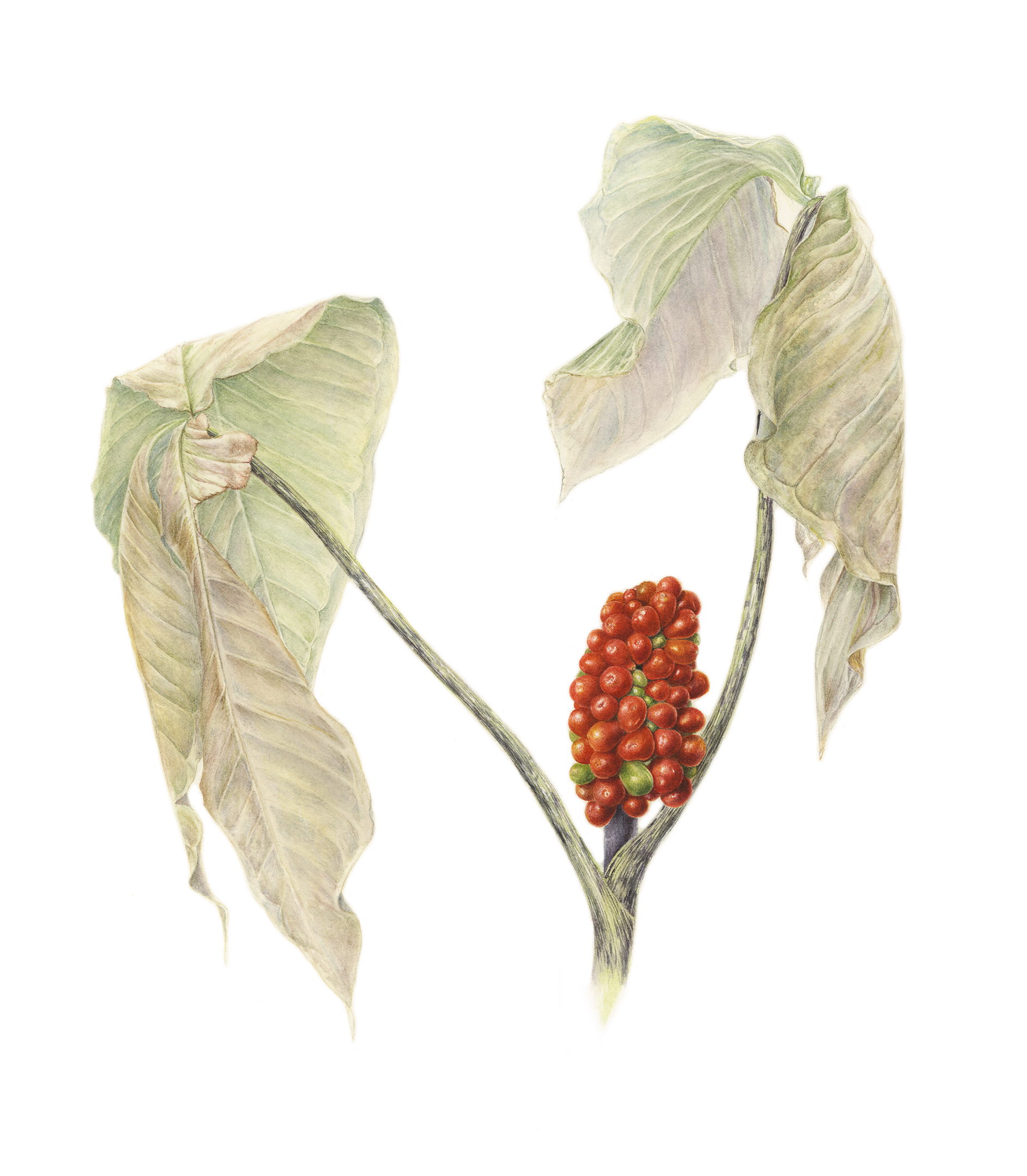winters_walk_4-Rice_Cynthia_Jack-in-the-pulpit_1705582854.jpeg