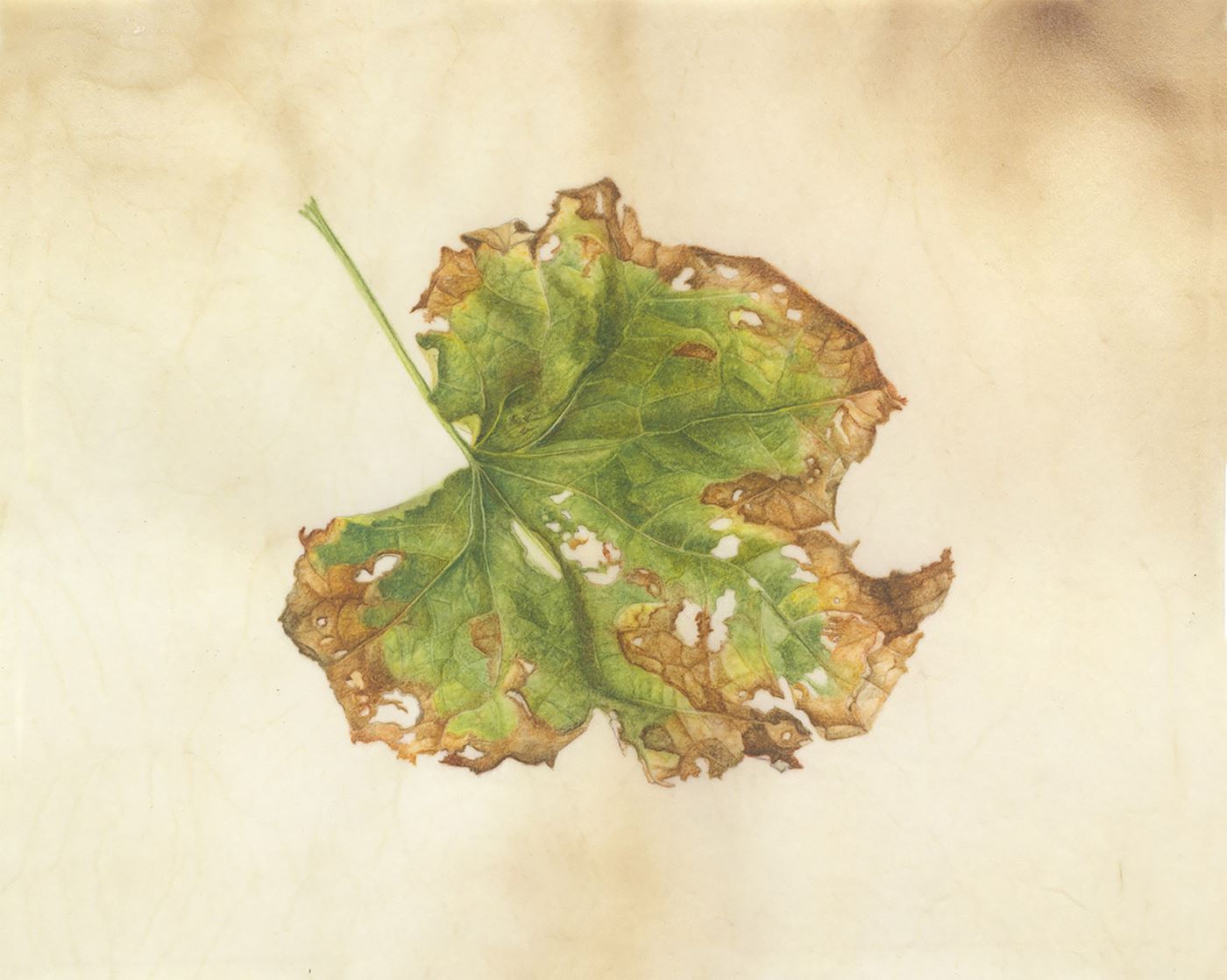 Hollyhock leaf