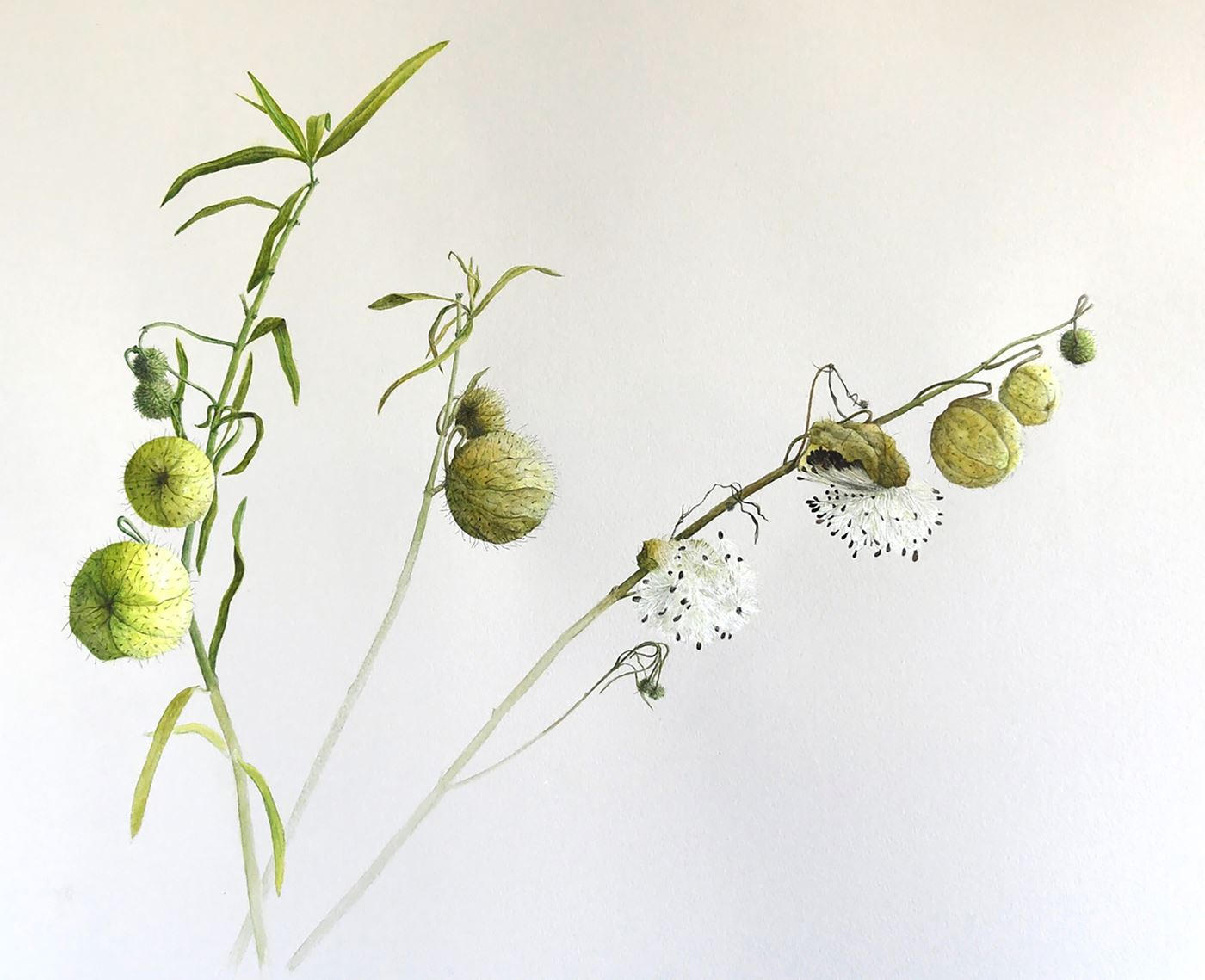Bishop's Balls