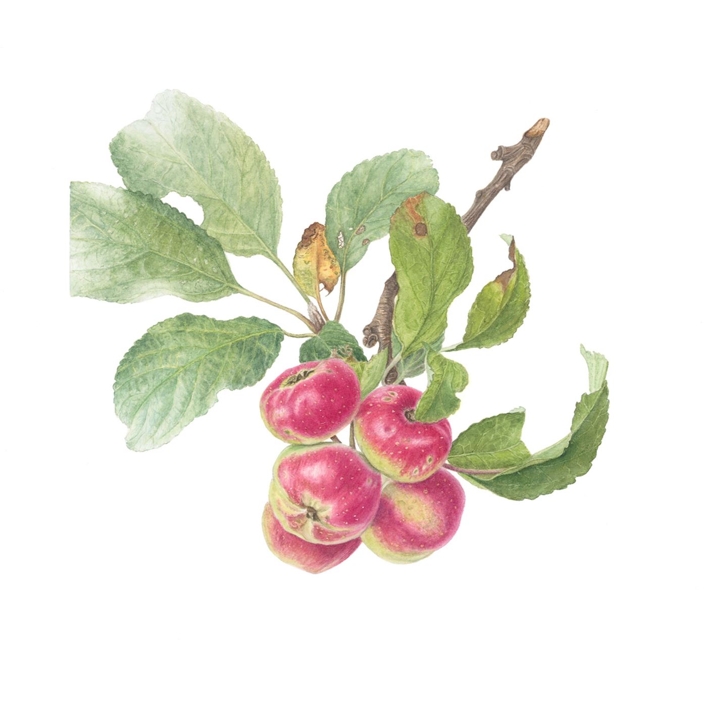 Pommes D'Api