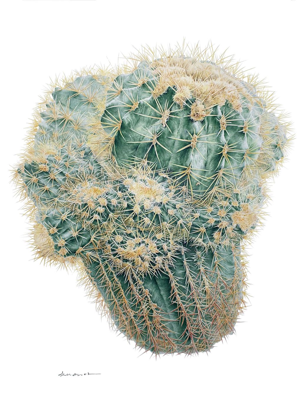 Blue Barrel Cactus