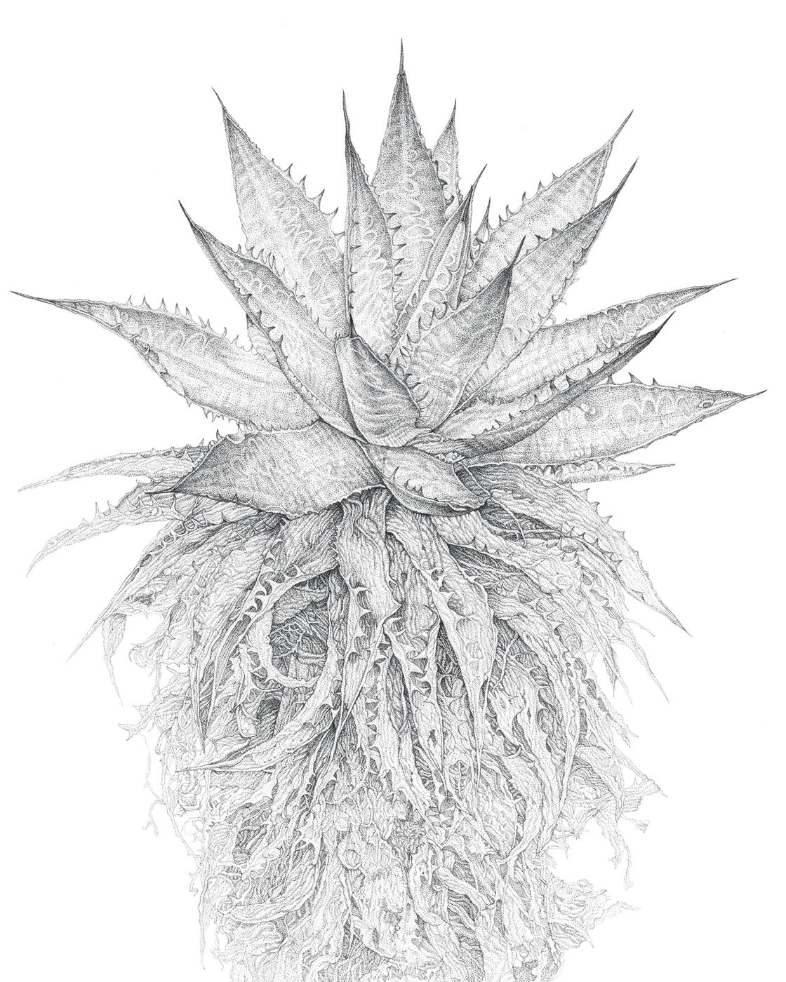 Stippled Agave