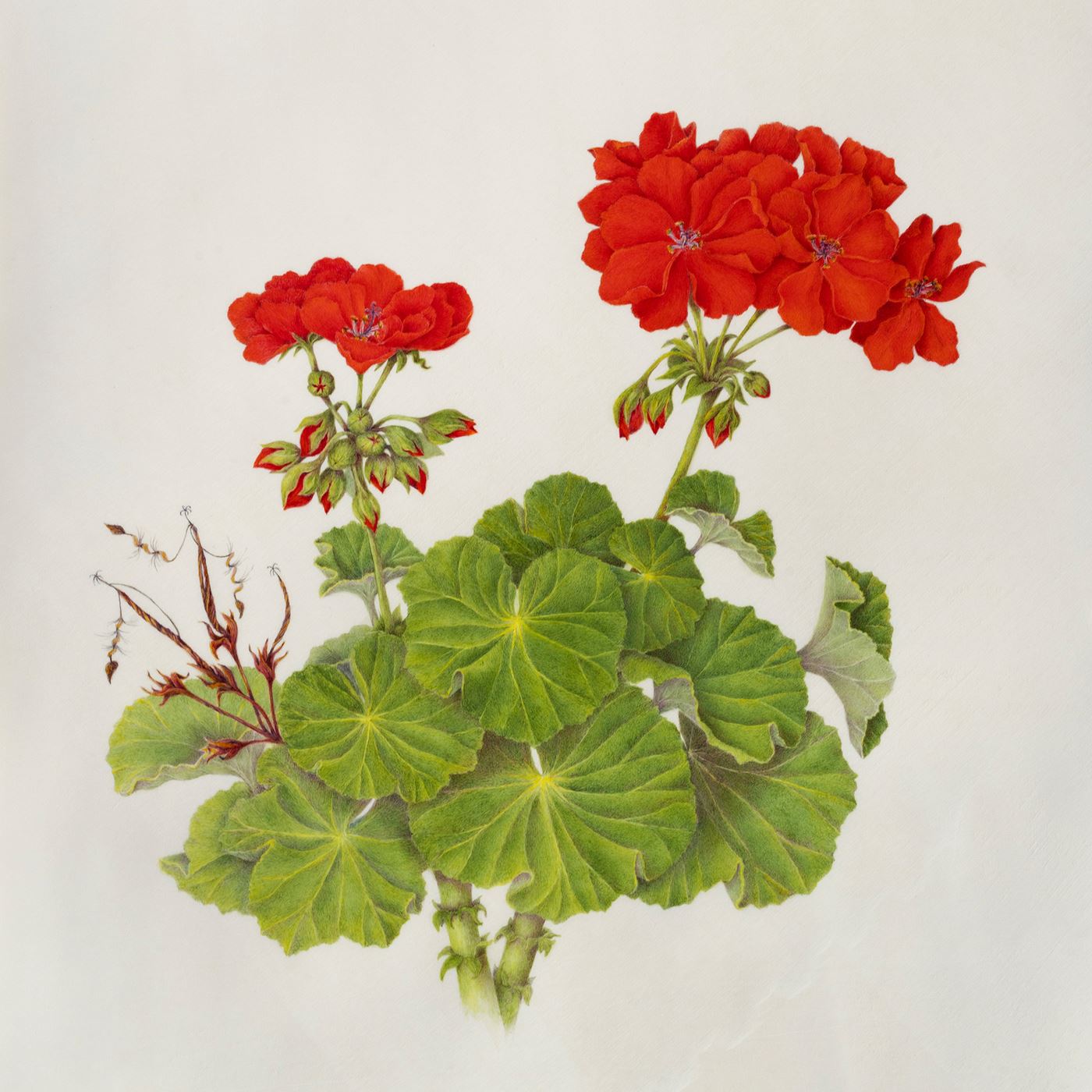 Geranium