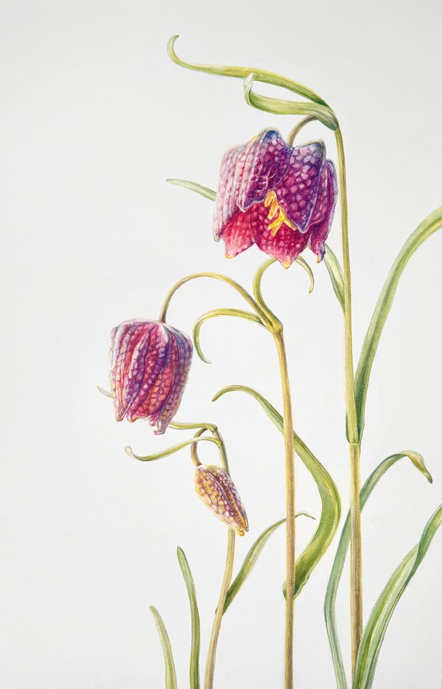 So This is Spring…Snake's head Fritillary