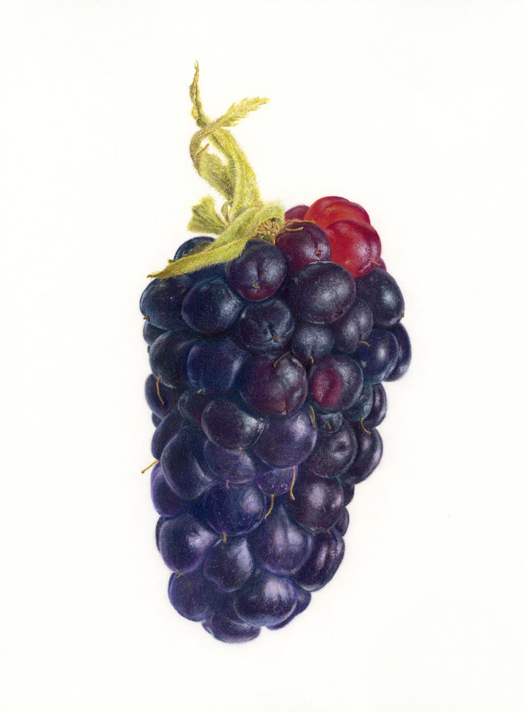 Blackberry