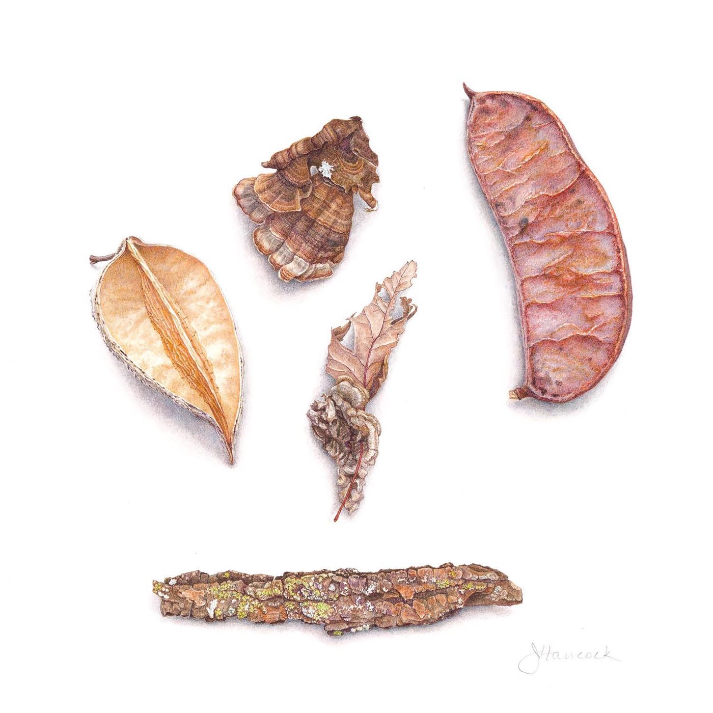 Sidewalk Specimens