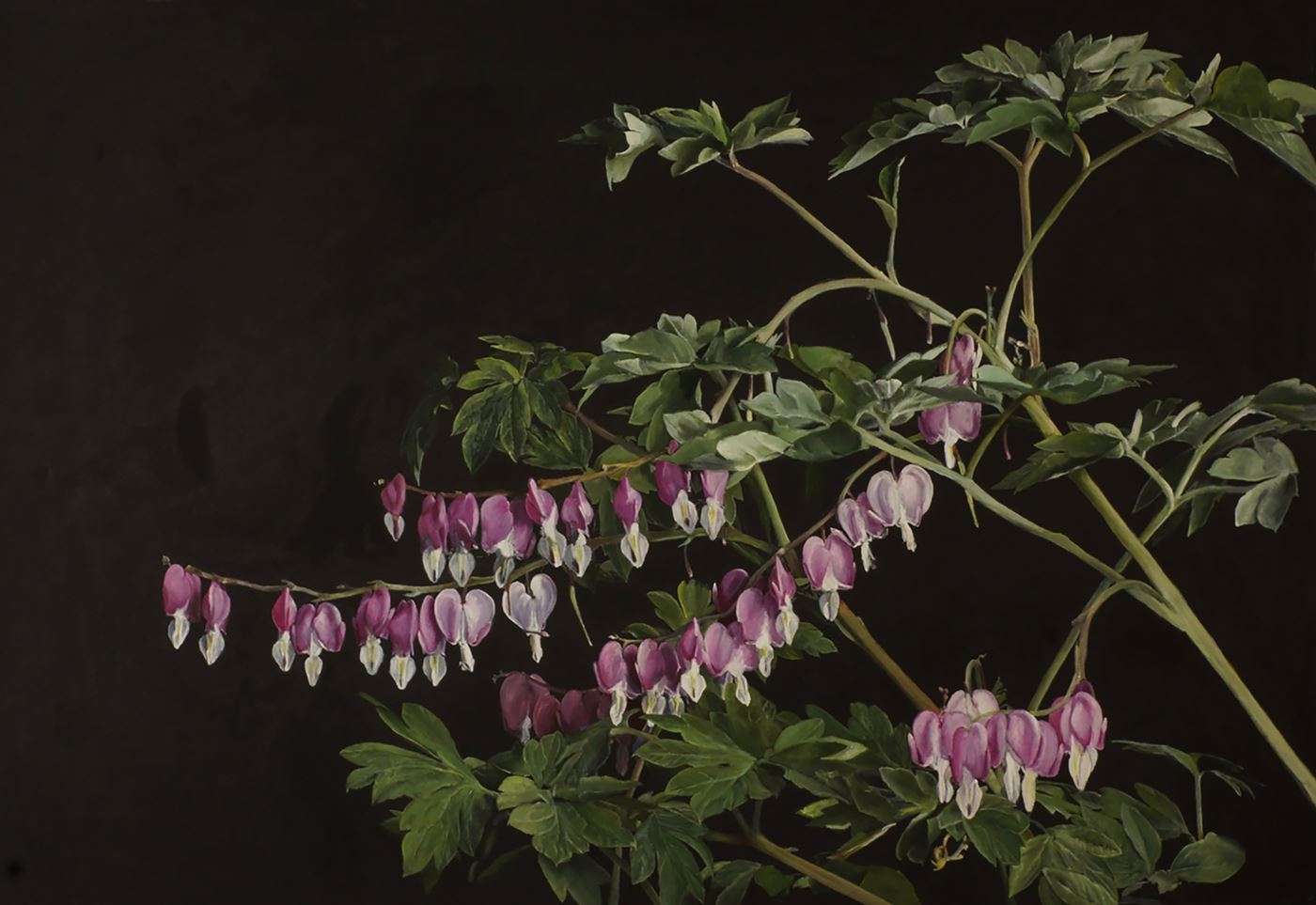 Bleeding heart