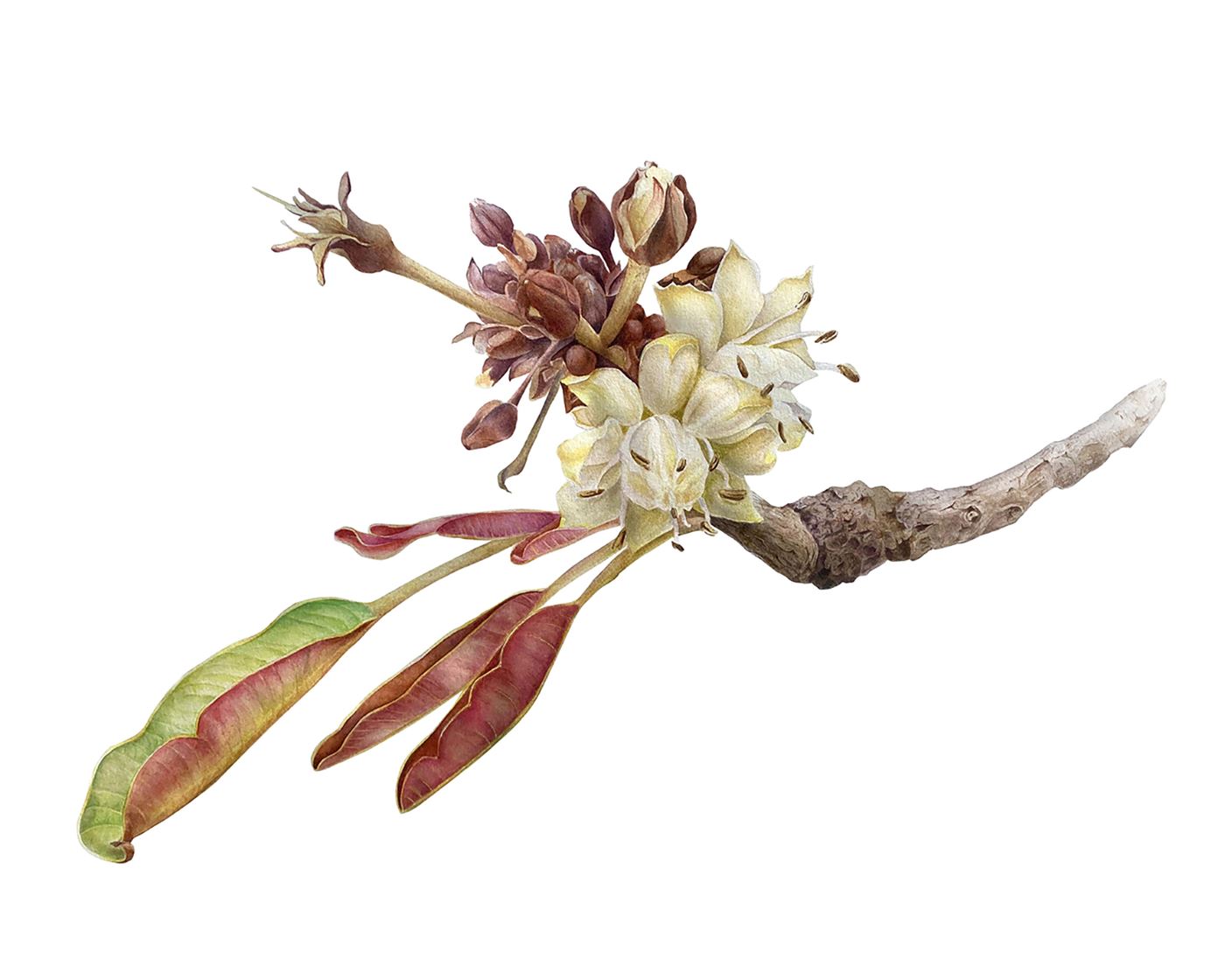 Shea tree
