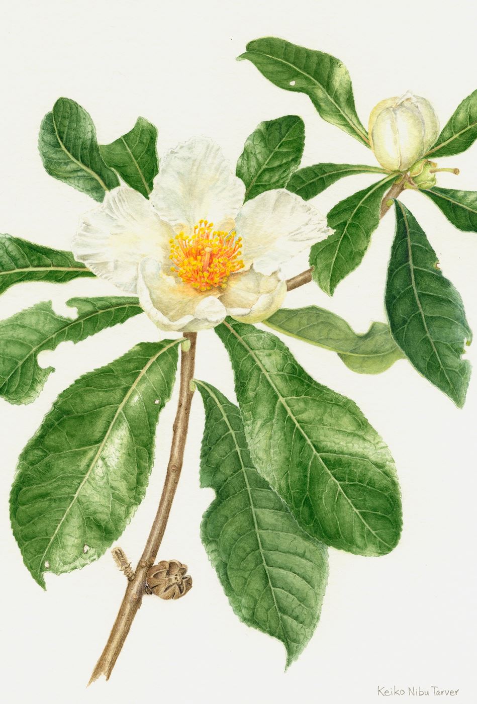 Franklinia at Bartram's Garden
