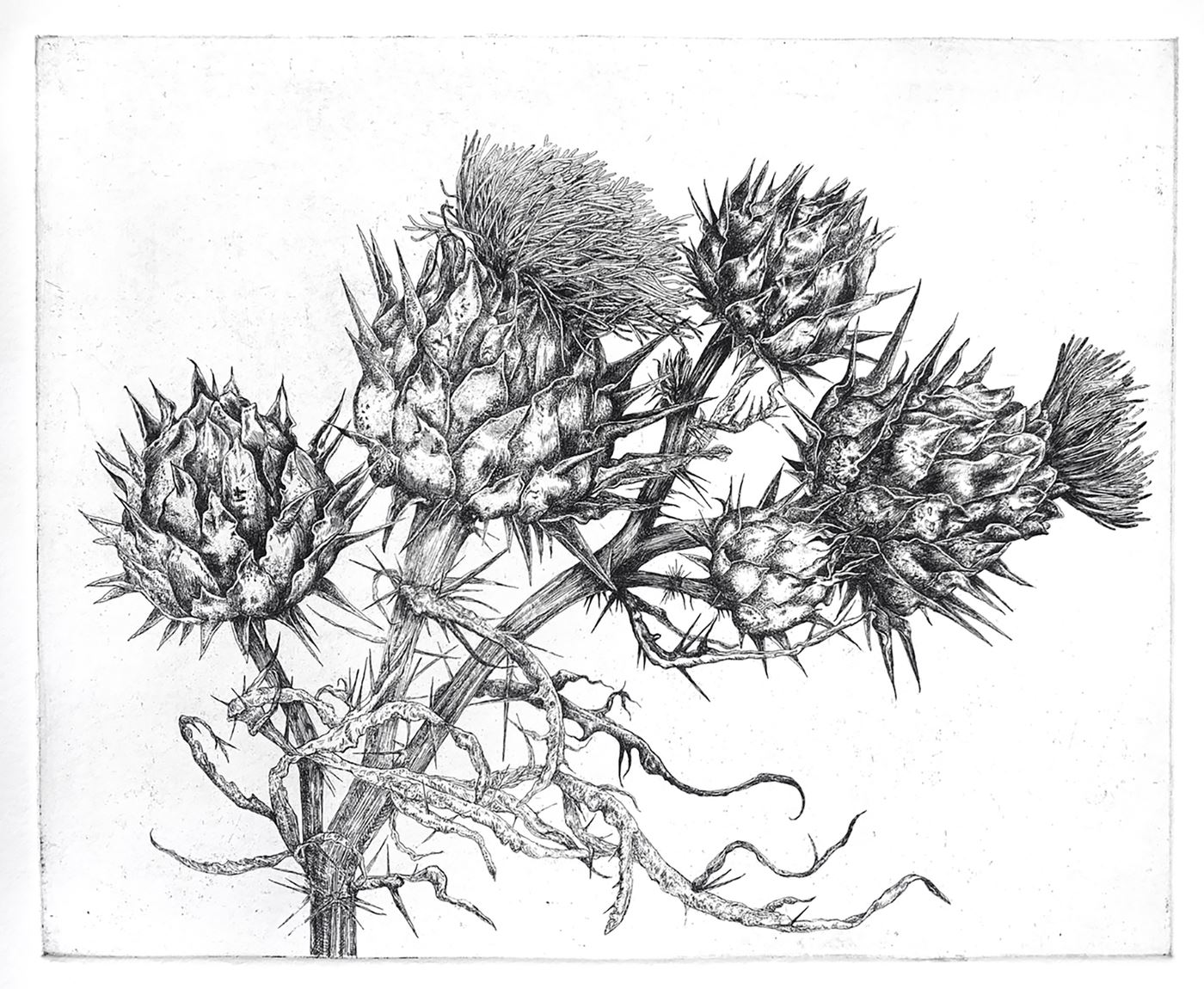 Artichoke Thistle