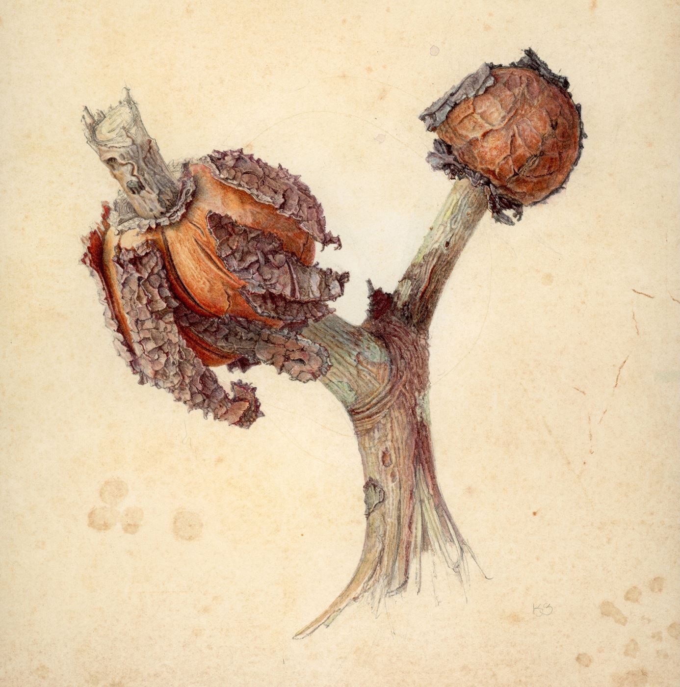 Pine-Oak Rust Gall on Virginia Pine