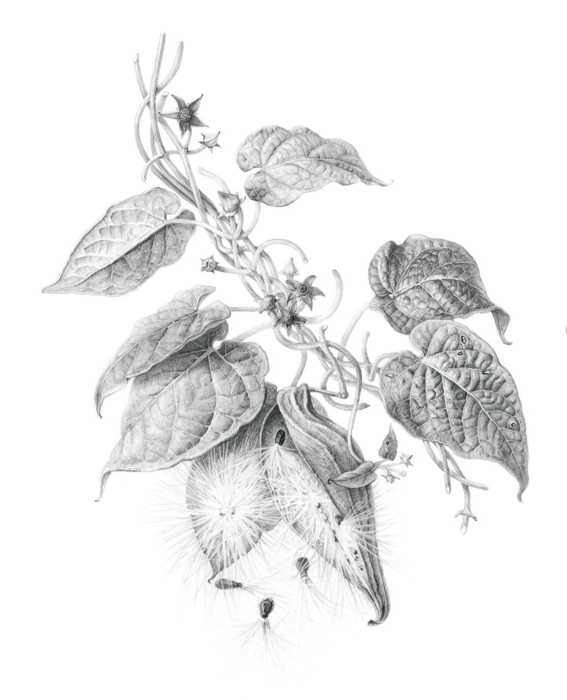 Anglepod Milkvine