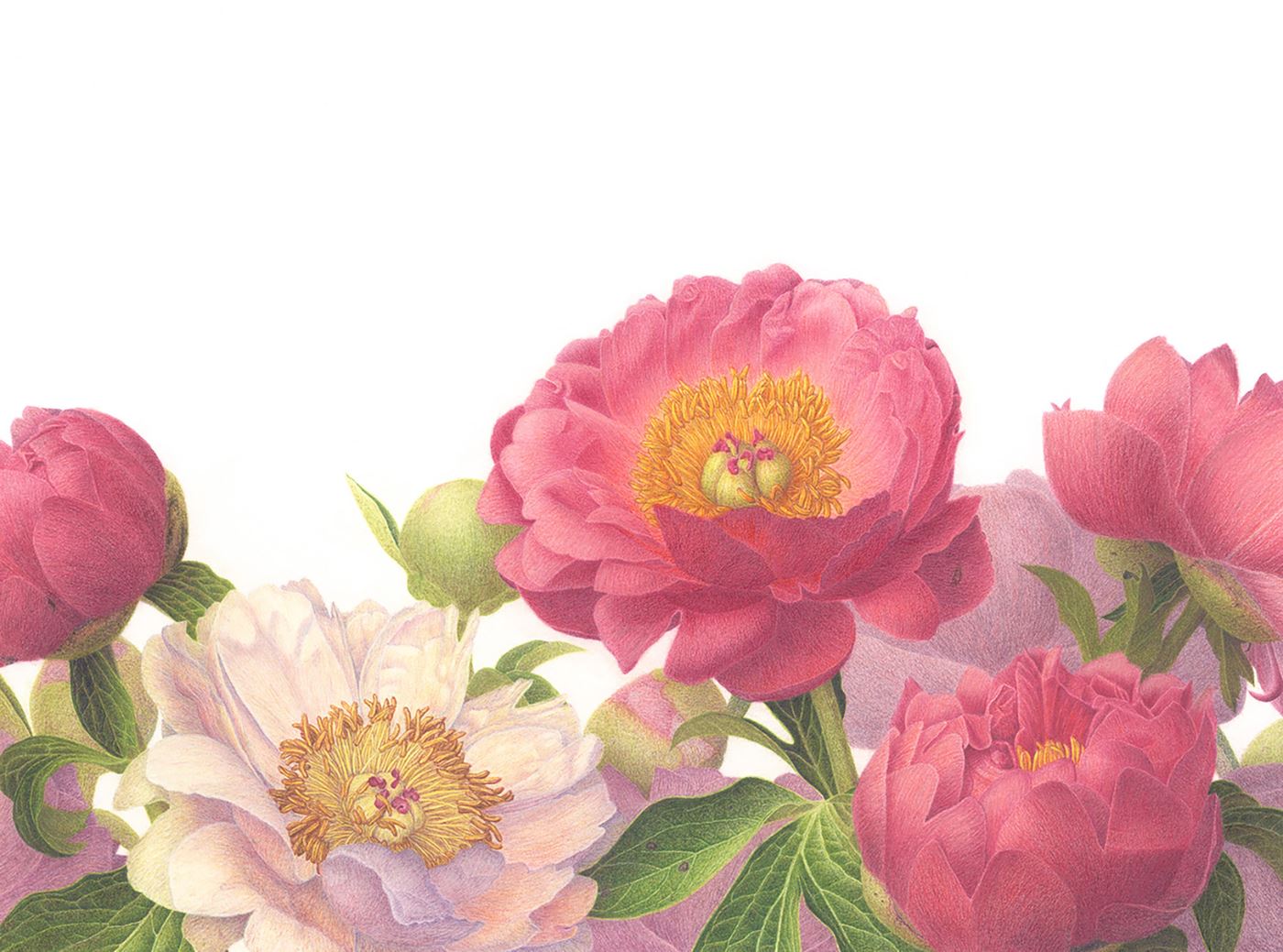 Coral Sunset Peony