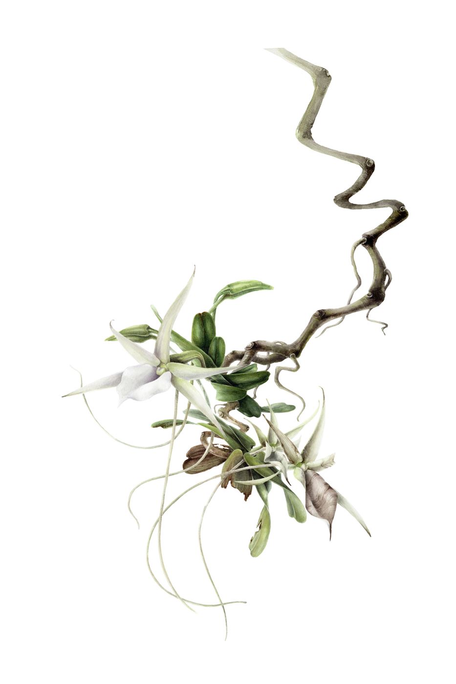 White Comet Orchid