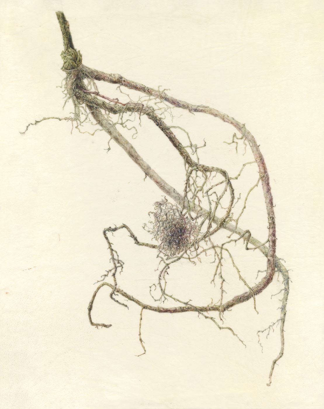 The Root of Traditional Purple Dye