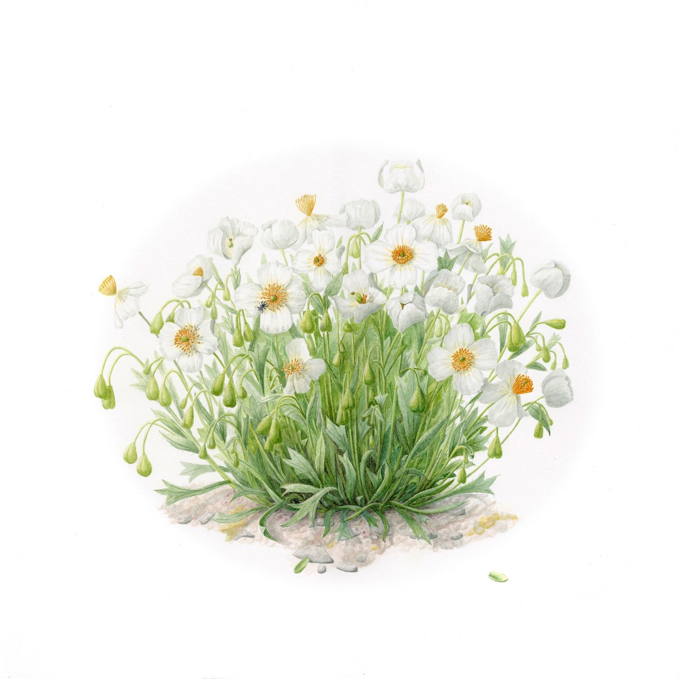 Dwarf Bearclaw Poppy