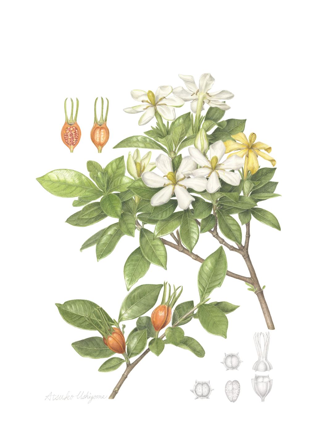 Gardenia