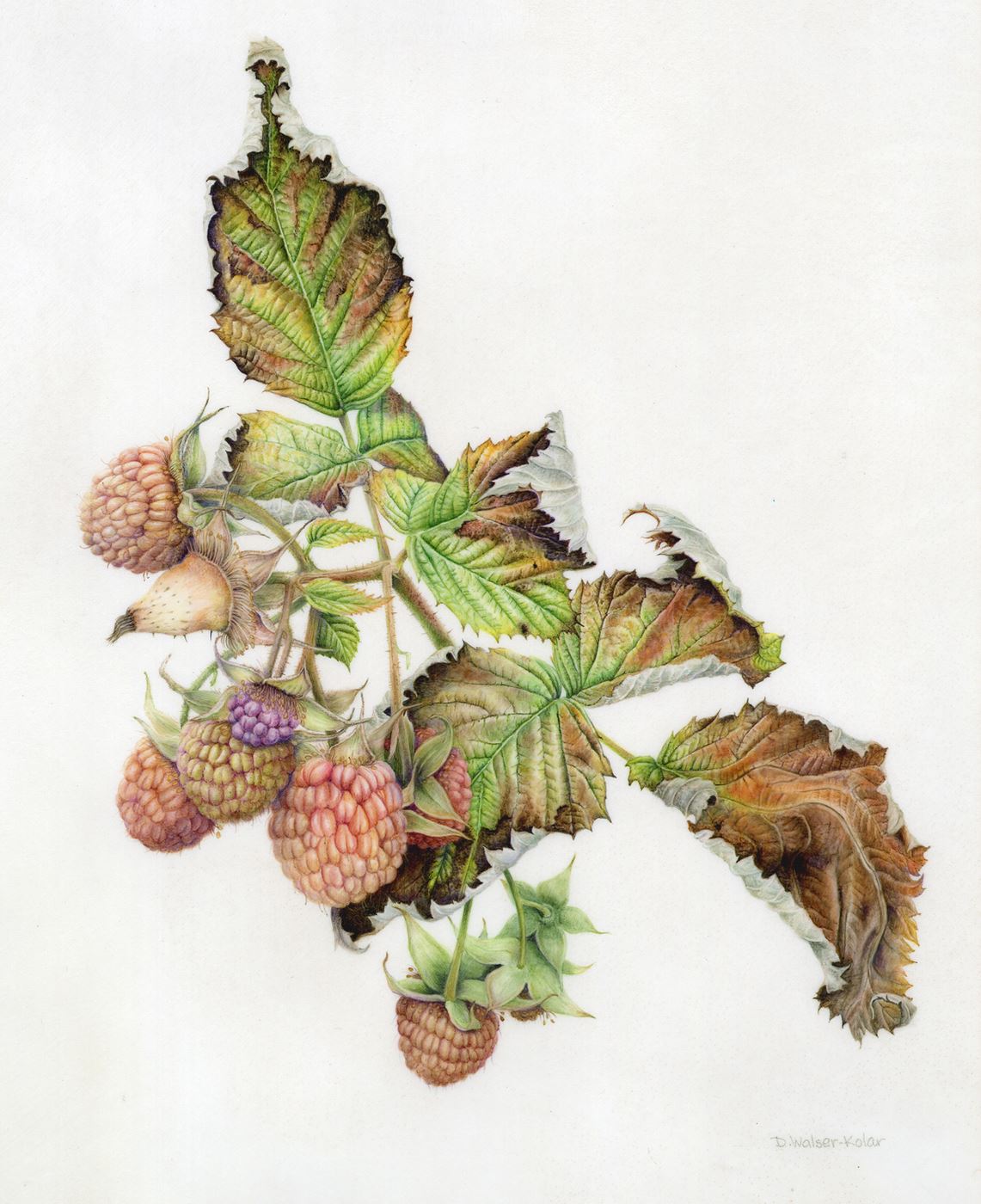 The Last Raspberries