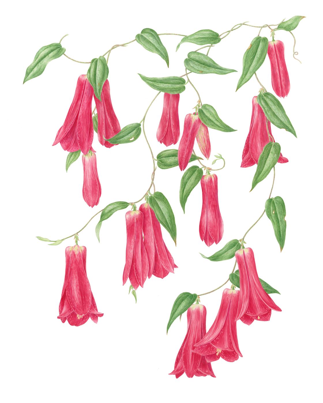 Chilean Bellflower