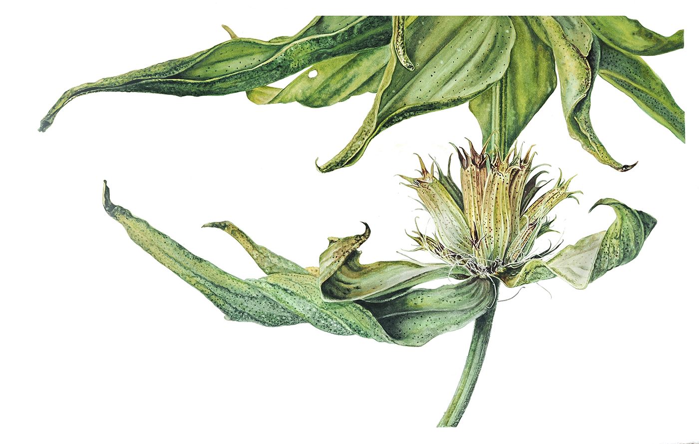 Toil of the Seedmakers