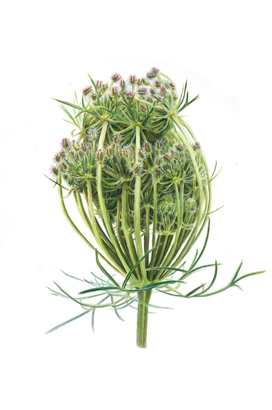 Contracting Umbel