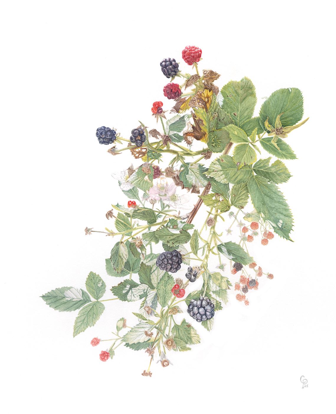 Wild Blackberries 