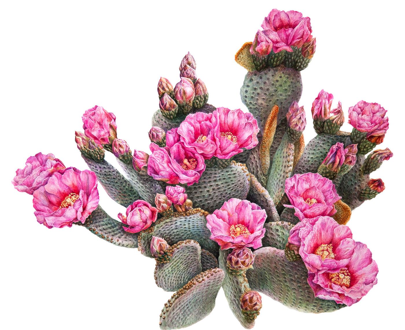 Beavertail Pricklypear