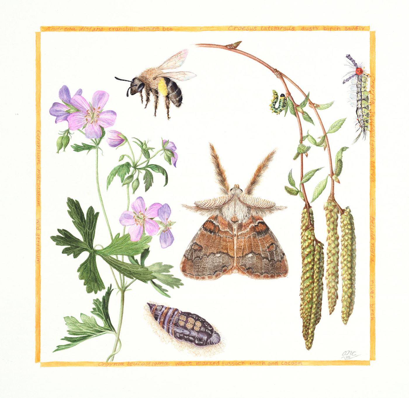 Spring in the Half Acre Wood